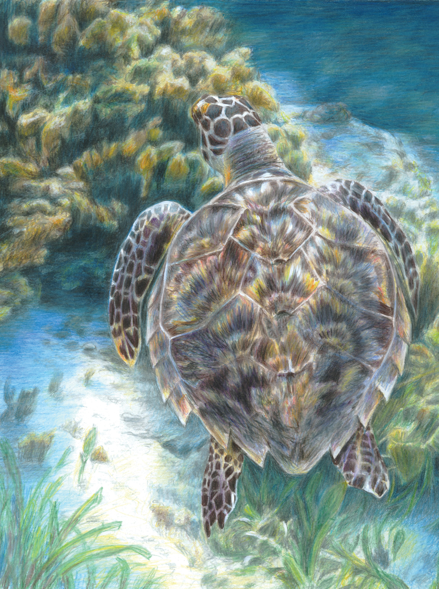 CPN Meeresschildkröte