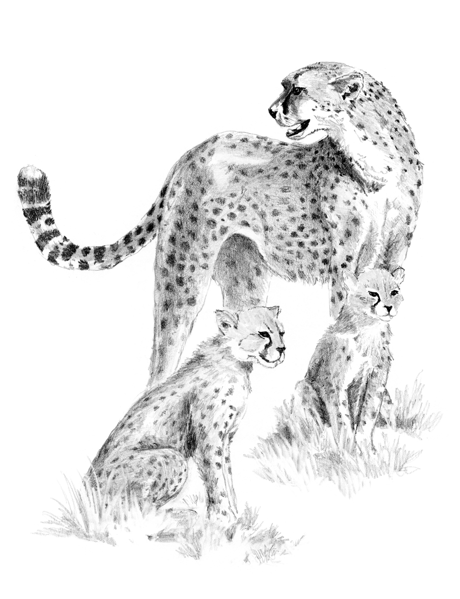 SKBN Gepard