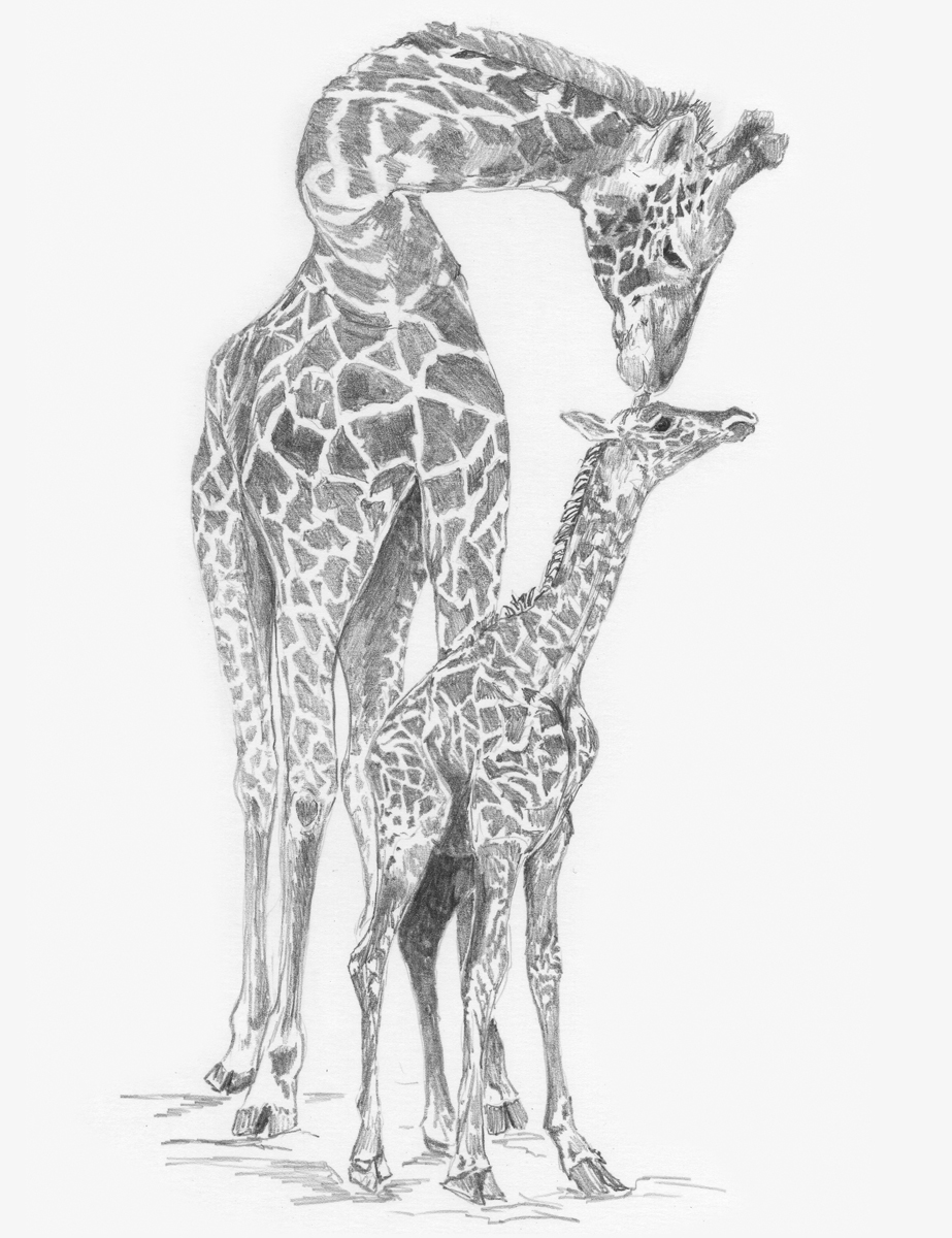 SKIZZIEREN Giraffe & Baby