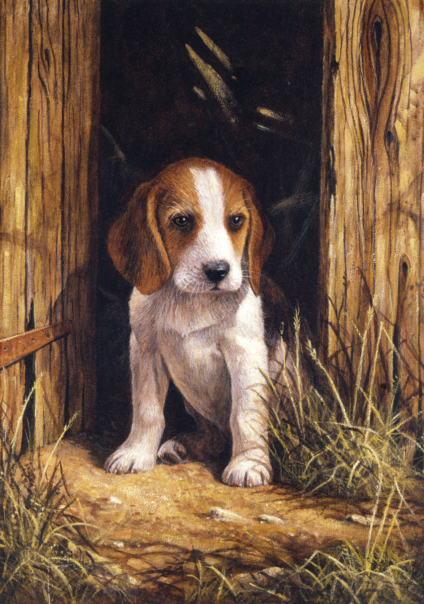PJS Beagle Puppy